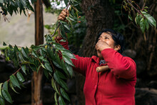 Latin Woman Eating Small Fruits From A Tree