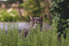 Cute Cat Peeking Through   Bush