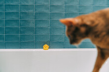Bathroom With A Blue Tile, A Cat Next To A Yellow Rubber Duck.