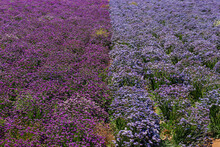 Field Of Two Tone Purple Flowers 
