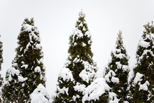 Tall Trees In The Snow
