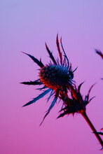 A Thistle Flower With A Purple Background