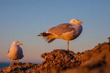 Two Seagulls On A Rock
