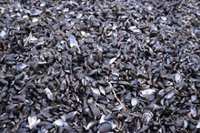 Natural Mussel Shells On Beach