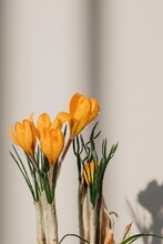 Bunch Of Yellow Crocuses Against White Wall
