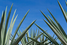 Agave Leaves With The Blue Sky 