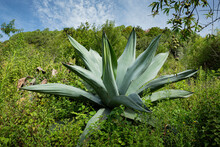 A Pulquero Agave In The Middle Of A Hill 