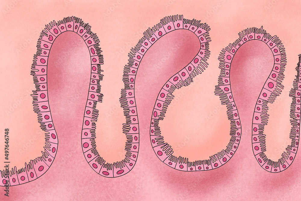Intestinal epithelial cells illustration Stock Photo | Adobe Stock