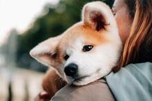 Portrait Of A Cute Puppy Akita Inu