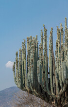 Saguaro Tree With Mountains On The Background
