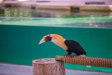 sulawesian kalao species of bird in the hornbill family