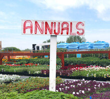 Flower Store Annuals Sign