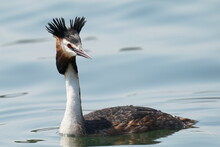 Great Crested Grebe In The Sea