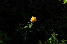 Sunlit Yellow Rose With Dark Background I