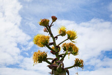 Agave Flower With Blue Sky And Clouds In The Background 
