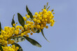Yellow flowers of a flowering Cootamundra wattle Acacia baileyana tree closeup on a blurred background