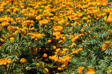 Field Of Yellow Flowers Used On The Day Of The Dead 