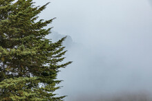 Pine Tree On The Left Side With Fog On The Right Side