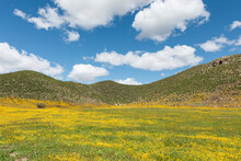 Field Of Flowers With Mountains In The Background 