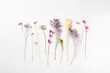 © Jeff Wasserman/Stocksy - Dried Flowers on White in Grouping