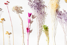 Closeup Of Dried Flowers On White Background 