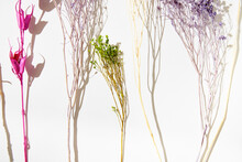  Dried Flowers On White From Above 