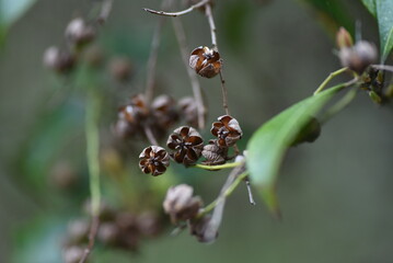 Poster - Capsules of Japanese andromeda. Ericaceae evergreen shrub poisonous plants. Many pot-shaped white florets bloom in spring and 5 capsules split in autumn.