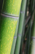 detail of green bamboo trunk in forest photographed with macro lens