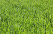background of fresh green blades of grass that will sprout to become a cereal plant
