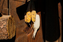 Yellow Corns Hanging On A Wooden Wall Next To A Trunk