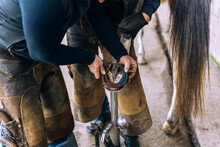 Colleagues Attaching Metal Horseshoe On Hoof In Stall