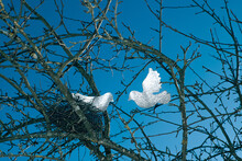 Two Figurine Of A Doves In Dry Branches