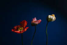 THREE POPPIES ON A NAVY BLUE BACKGROUND