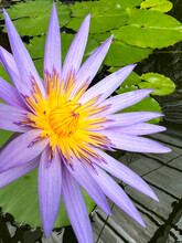 Water Lilly Flower Yellow And Purple