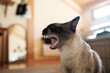 © Malquerida Studio/Stocksy - Cat with open mouth