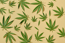 Green Leaf Or Hemp Leaves On Yellow Background