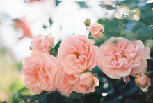 Pink Garden Rose 