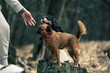 Owner giving command to her dogs. Small doggy family with a person in the woods. Dark autumnal day in a forest. Selective focus on the details, blurred background.