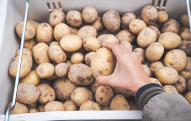 Wall Mural - Farmer harvested potatoes in a plastic box in the  field.