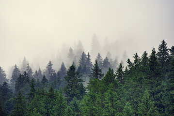 Wall Mural - misty mountain landscape