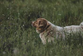 Canvas Print - sheep dog