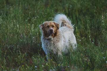 Sticker - sheep dog