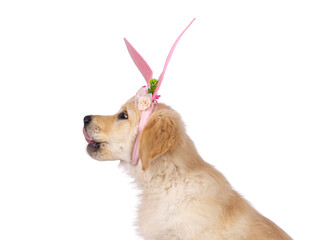 Poster - Head shot of Golden Retriever pup sitting side ways showing profile wearing bunny ears. Isolated on a white background. Tongue out.