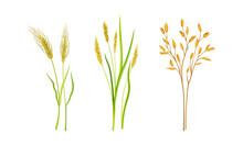 Cereal Plants Set. Stalks Of Grain Plants Vector Illustration