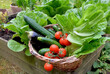 basket filled with freshly picked seasonal vegetables in a little square  garden.