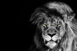 African male lion portrait , wildlife animal isolated	