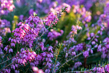 Wall Mural - Pink flowering Erica carnea (winter heath) in winter, closeup and selective focus