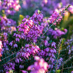 Wall Mural - Purple flowering Erica carnea (winter heath) in winter, closeup and selective focus. floral background