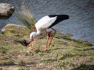 Stork looking for material for its nest