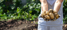 Harvesting Potatoes. Good Potato Harvest.